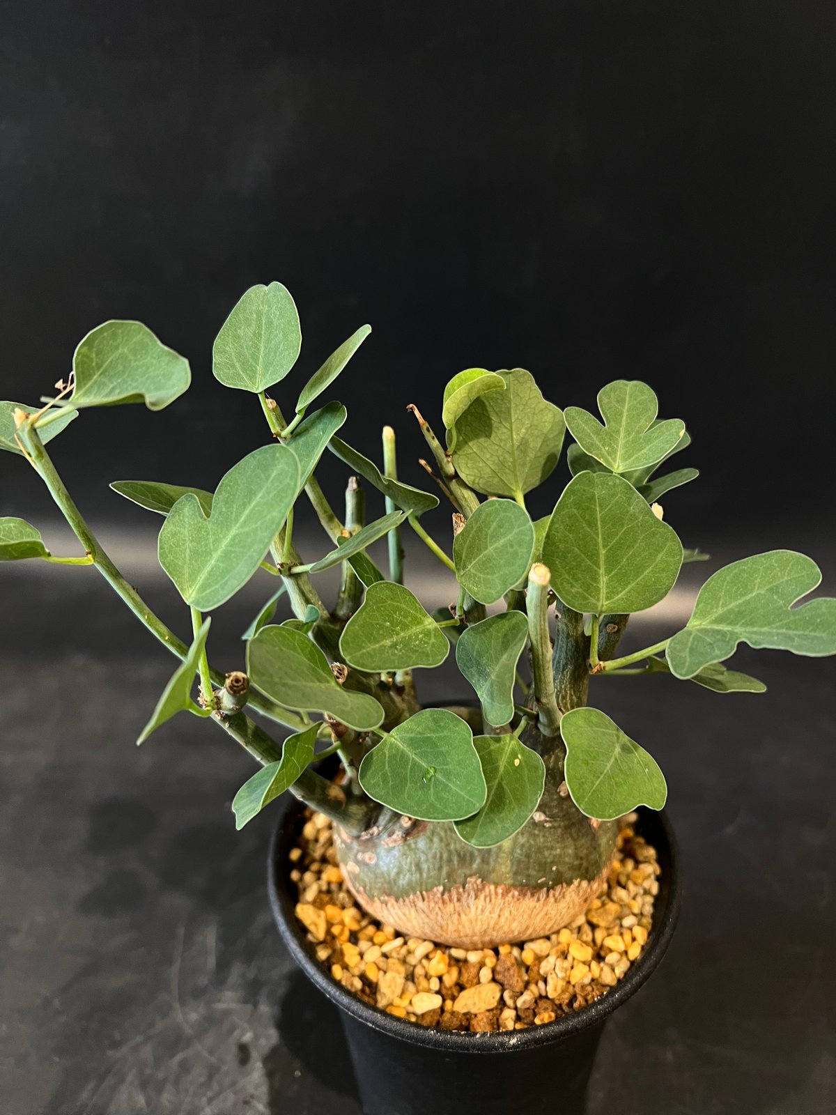 アデニア スピノーサ 2年管理 鉢ごと アデニア・スピノーサ | 多肉植物・特別な鉢の販売 | トーキー