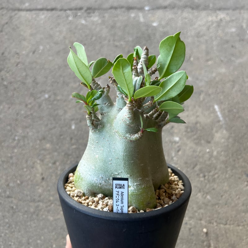 アデニウム アラビカム スーパードワーフ3 | STELLA.PLANTS