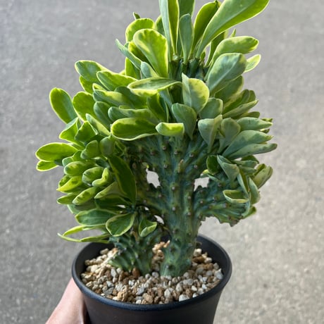 CATEGORY ユーフォルビア | STELLA.PLANTS