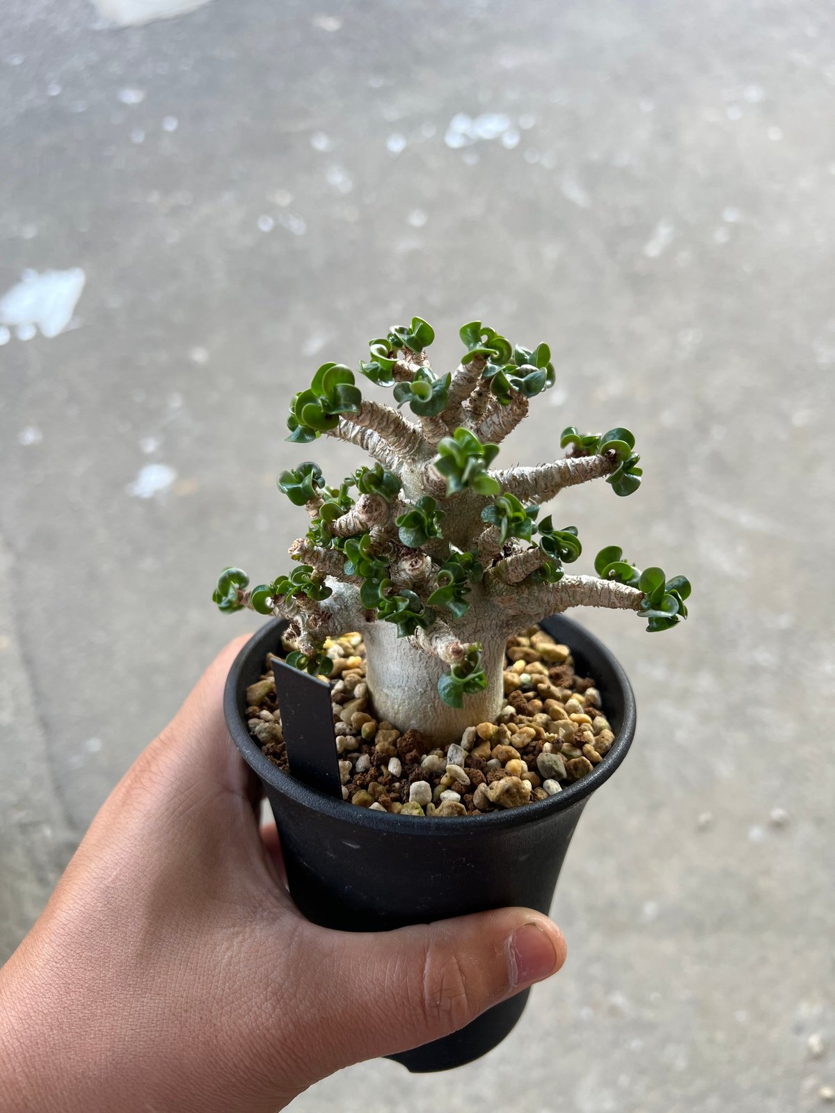 獅子葉 矮性 アデニウム 2／アラビカム ドーセットホーンアデニウムDHA