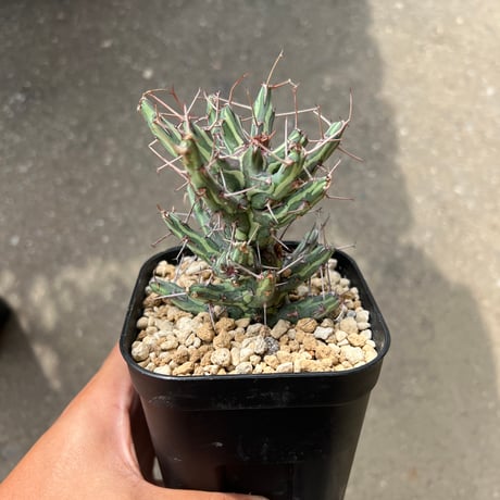 CATEGORY ユーフォルビア | STELLA.PLANTS