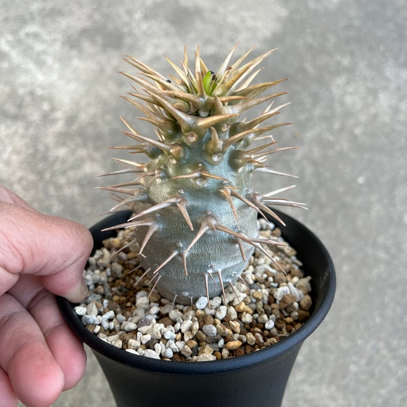 パキポディウム アンボンゲンセ | STELLA.PLANTS パキポディウム アンボンゲンセ | STELLA.PLANTS