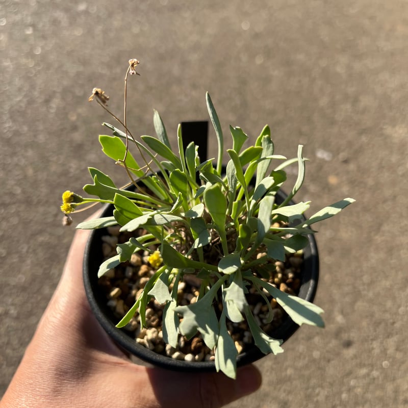 オトンナ スタインコフ×ユーフォルビオイデス | STELLA.PLANTS