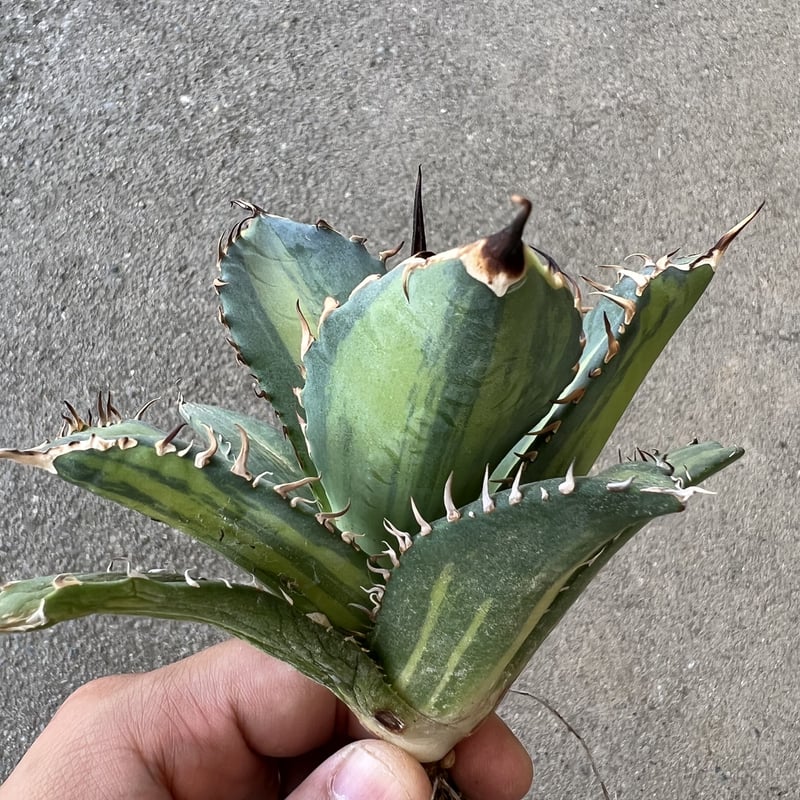 アガベ チタノタ 縞斑 | STELLA.PLANTS