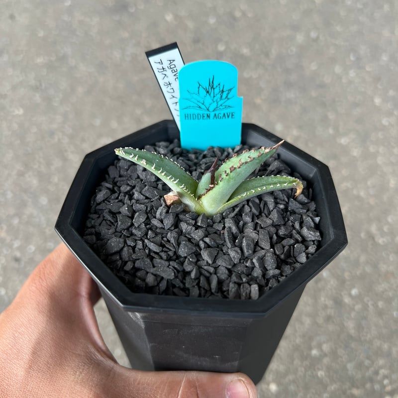 Agave 'White Fang' 3 アガベ ホワイトファング | STELLA.PLANTS