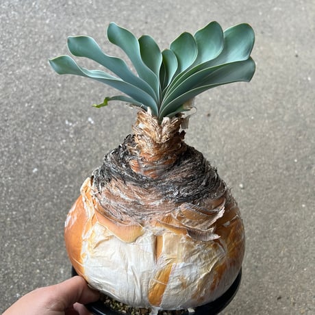 ブーファンハエマンソイデス | STORES