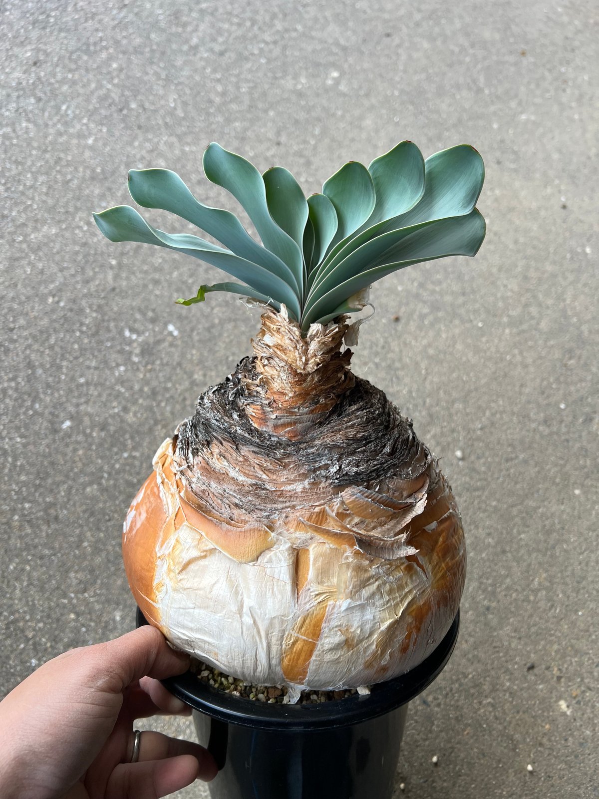 ブーファンハエマンソイデス ブーファン ハエマンソイデス | STELLA.PLANTS