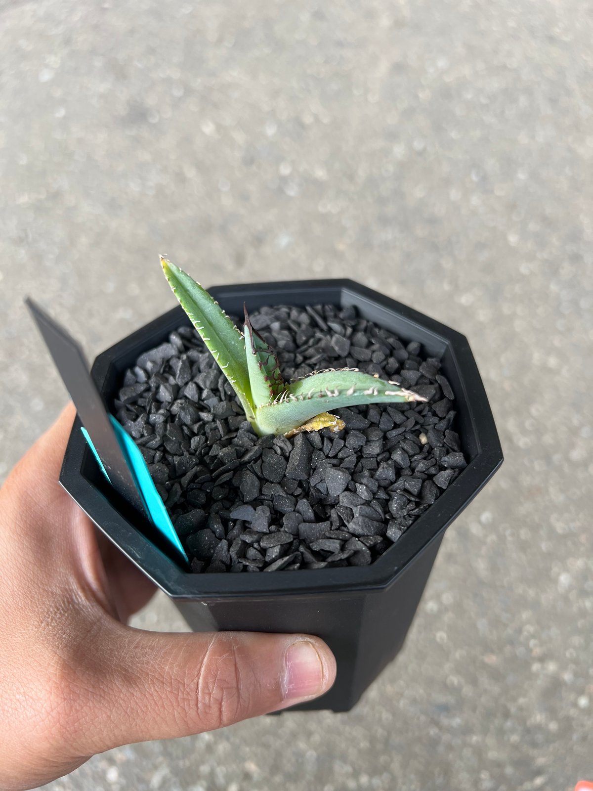 Agave 'White Fang' 1 アガベ ホワイトファング | STELLA.PLANTS