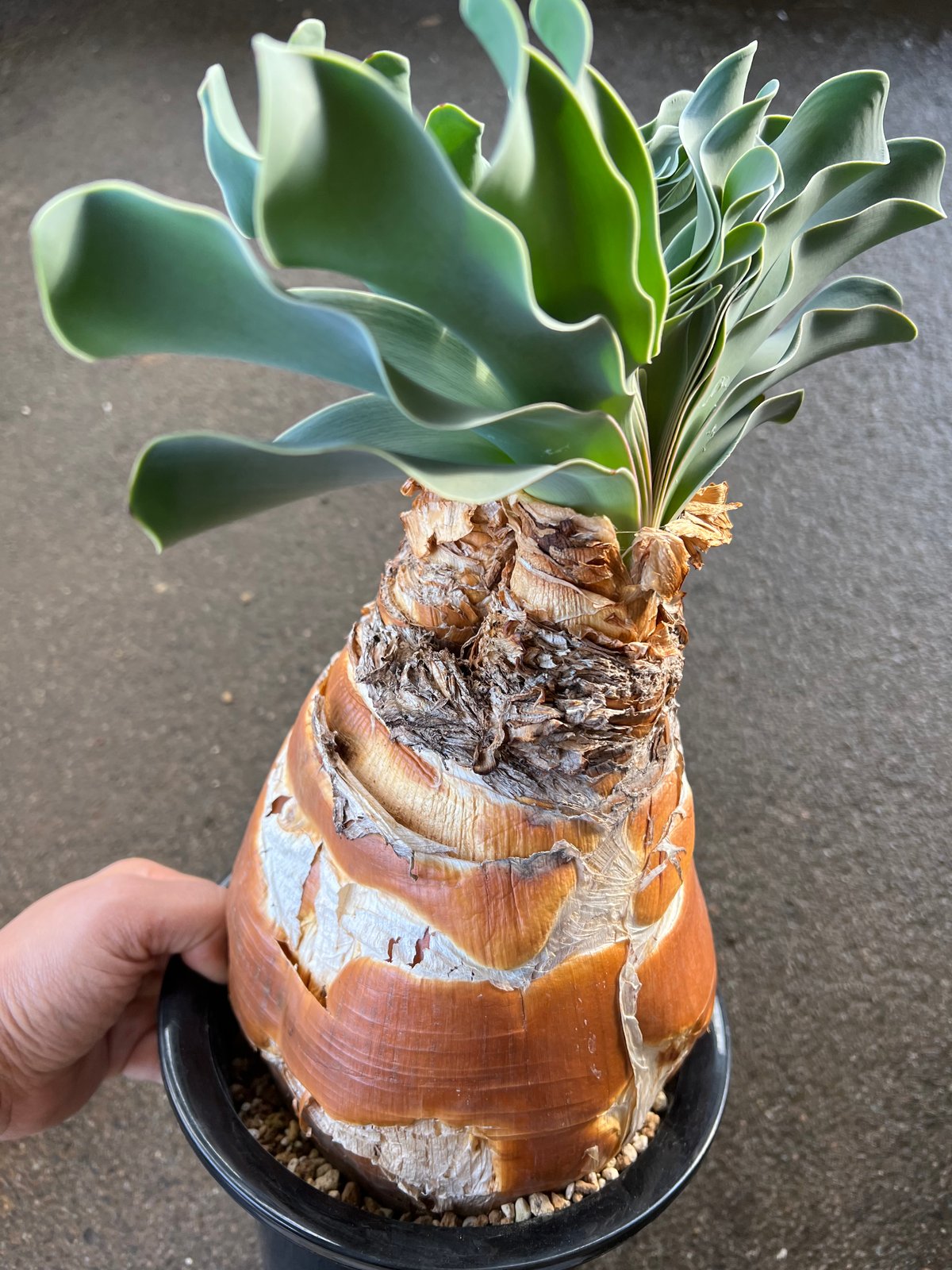 ブーファン ハエマンソイデス ダブル | STELLA.PLANTS ブーファン ハエマンソイデス ダブル | STELLA.PLANTS
