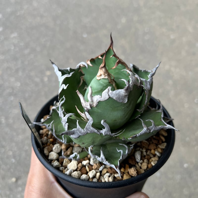 アガベ 中型鉢植えシーザーと狼人 アガベ 中型鉢植えシーザーと狼人 アガベ】狼人の室内（途中から屋外