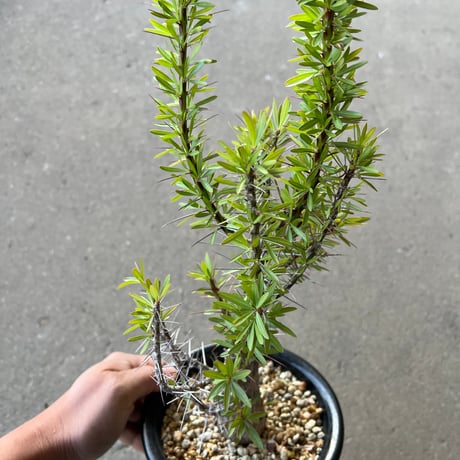 フォークイエリア プルプシー