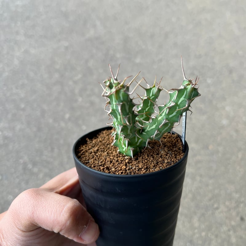 ユーフォルビア カリサナ2 | STELLA.PLANTS