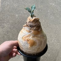 ブーファン ハエマンソイデス | STELLA.PLANTS ブーファン ハエマンソイデス | STELLA.PLANTS