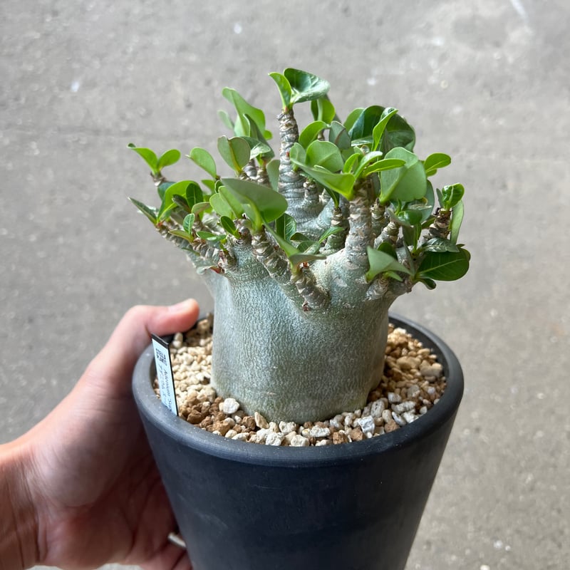アデニウム アラビカム スーパードワーフ | STELLA.PLANTS