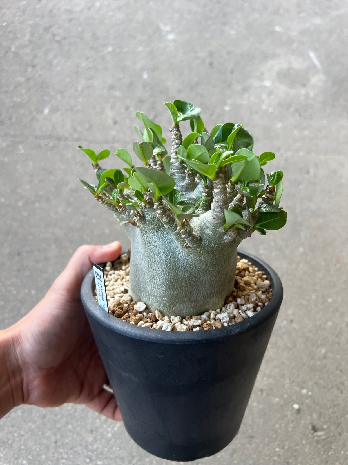 アデニウム アラビカム スーパードワーフ | STELLA.PLANTS