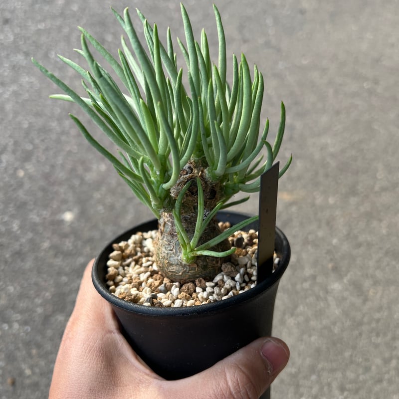 チレコドン ペアルソニー3 | STELLA.PLANTS