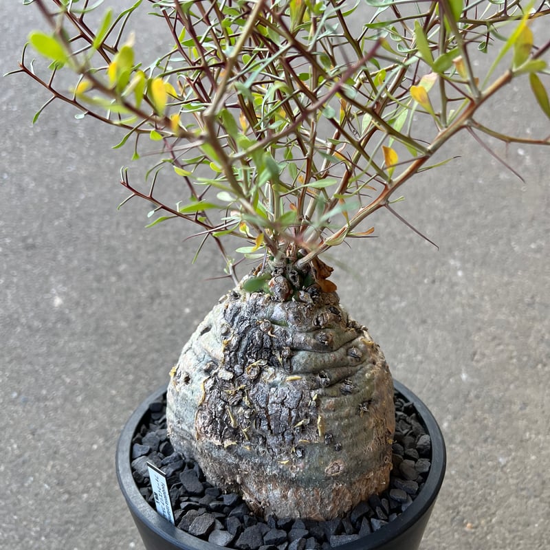 フォークイエリア コルムナリス 観峰玉 | STELLA.PLANTS
