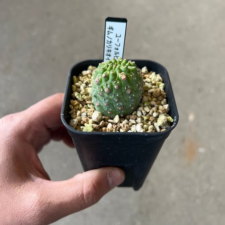 ユーフォルビア　ギムノカリキオイデス1