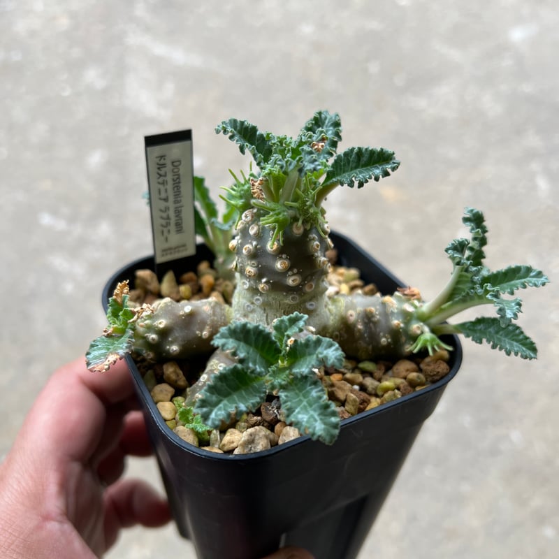 ドルステニア ラブラニー 大株 美株 ドルステニア ラブラニー 大株 美株