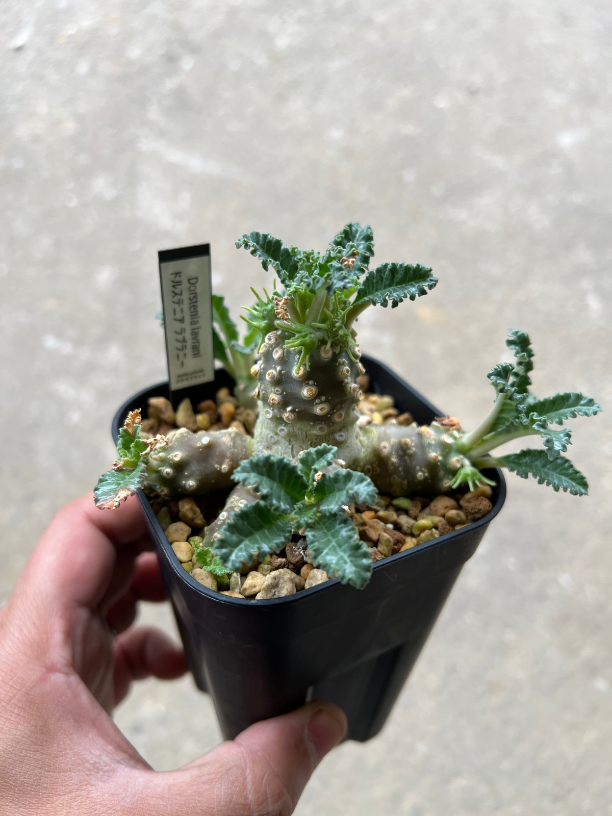 ドルステニアラブラニー群生株 an 