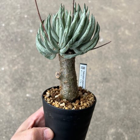 チレコドンペアルソニー | STORES