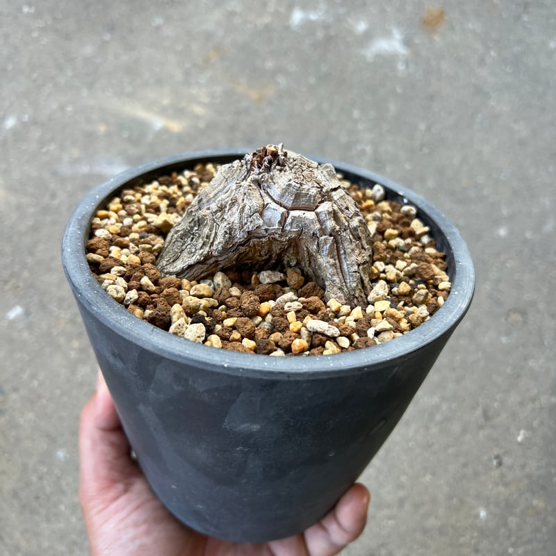 アフリカ亀甲竜 5寸2 | STELLA.PLANTS アフリカ亀甲竜 5寸2 | STELLA.PLANTS