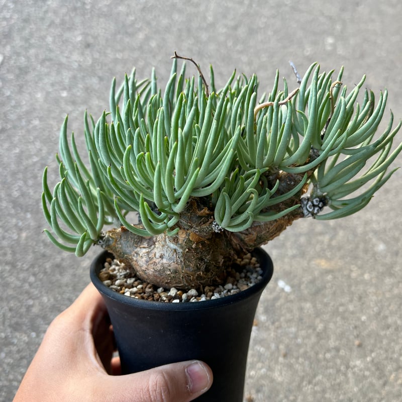 チレコドン　ペアルソニー　鉢ごと チレコドン ペアルソニー 白 象／Tylecodon pearsonii no.6270