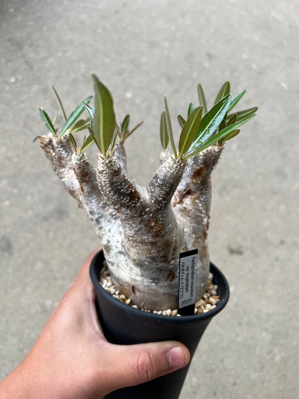 パキポディウム イノピナツム | STELLA.PLANTS