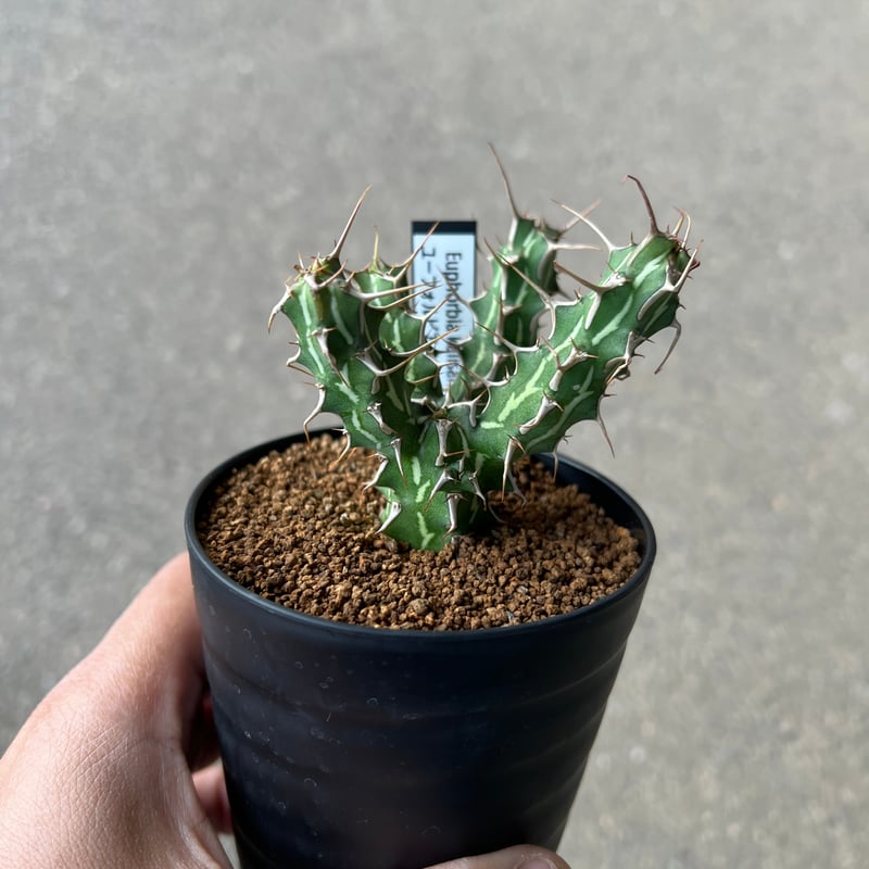 ユーフォルビア カリサナ 実生 多分岐 塊根植物 コーデックス ユーフォルビア カリサナ2 | STELLA.PLANTS