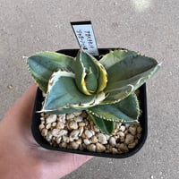 アガベ チタノタ 'シーザー' 子株 | STELLA.PLANTS