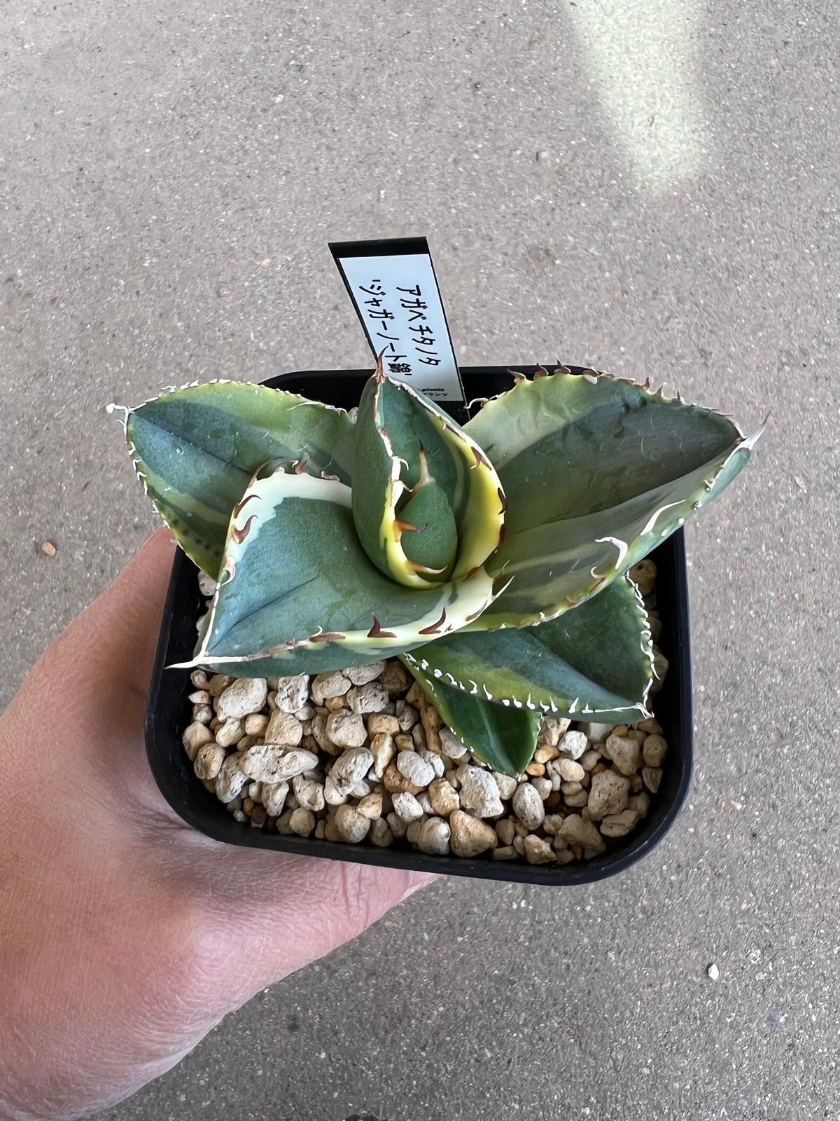 アガベ チタノタ ジャガーノート錦1 | STELLA.PLANTS