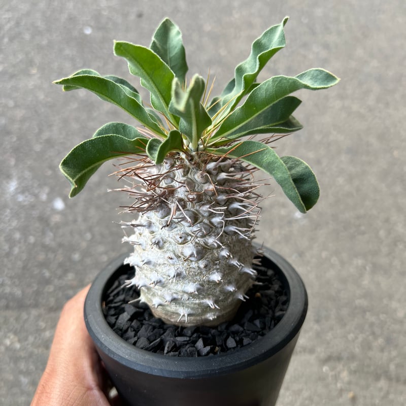 パキポディウム ナマクアナム 光堂1 | STELLA.PLANTS