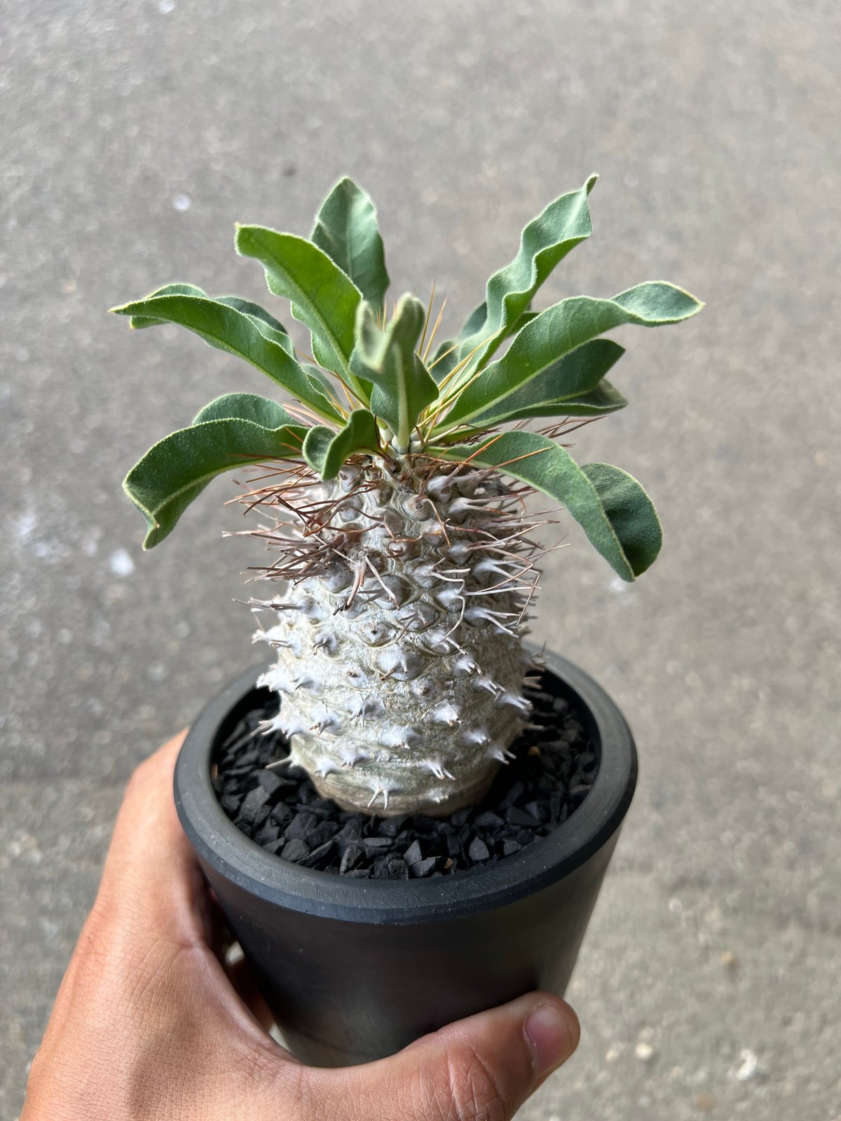 パキポディウム ナマクアナム 光堂1 | STELLA.PLANTS