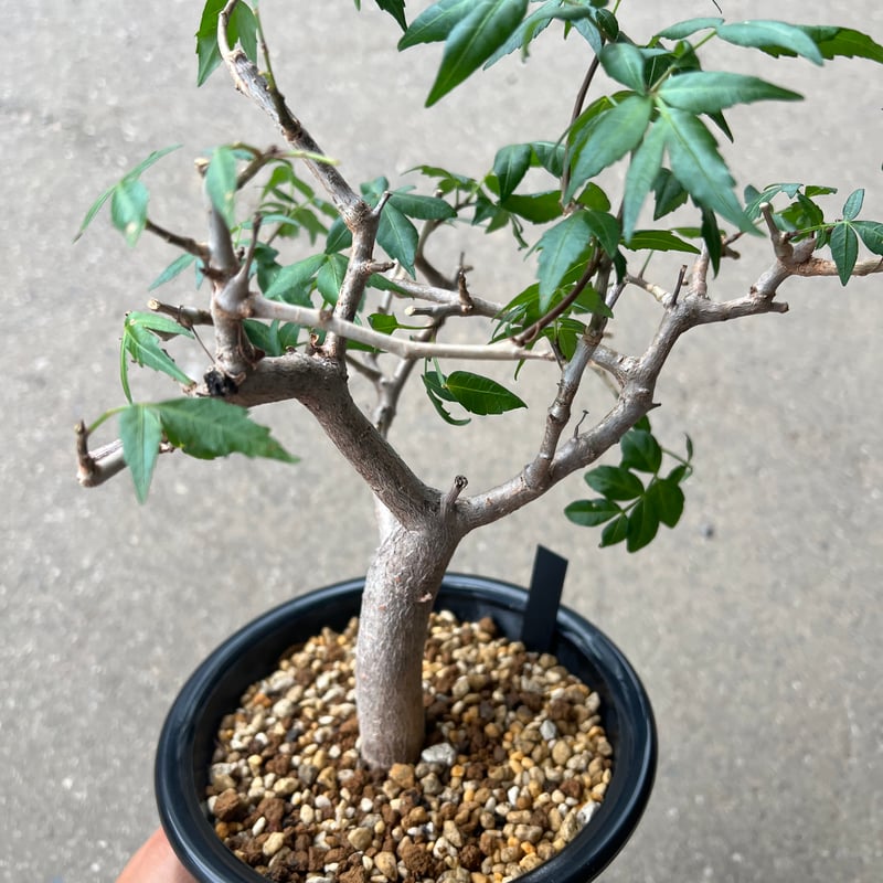 ブルセラ ファガロイデス | STELLA.PLANTS