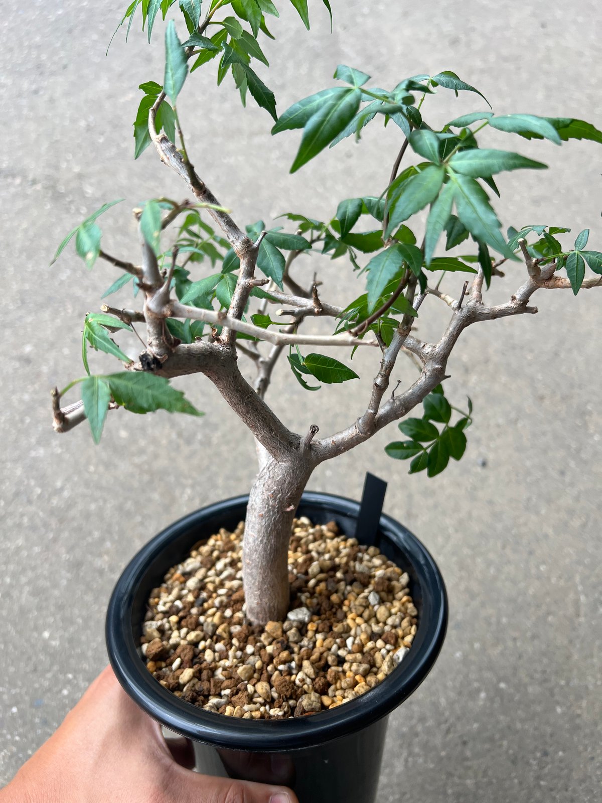 ブルセラ・ファガロイデス ブルセラ ファガロイデス | STELLA.PLANTS