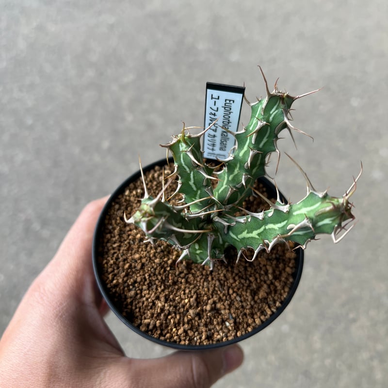 ユーフォルビア カリサナ2 | STELLA.PLANTS