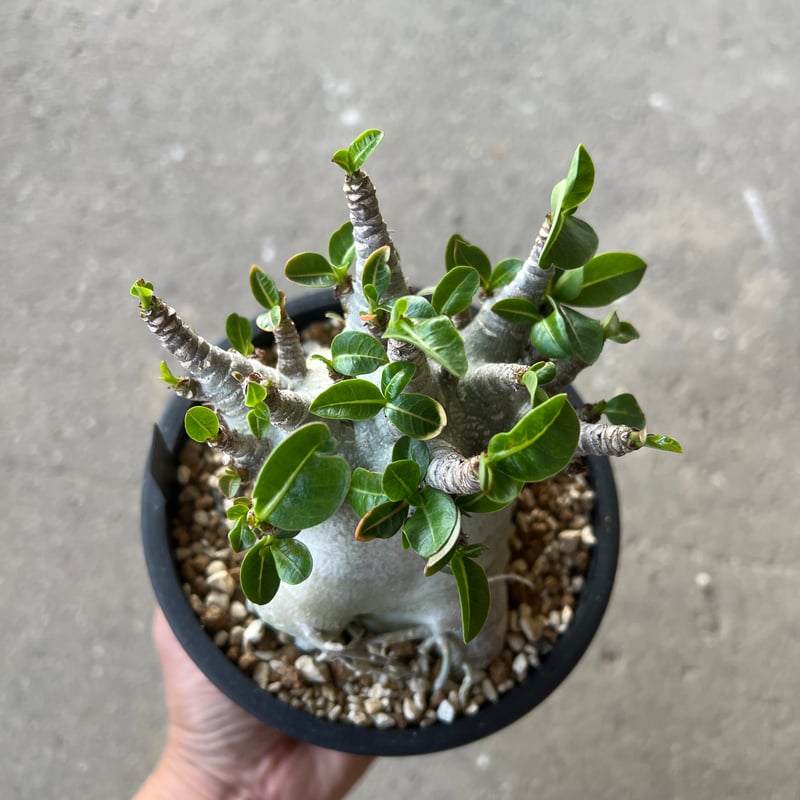 アデニウム アラビカム スーパードワーフ2 | STELLA.PLANTS