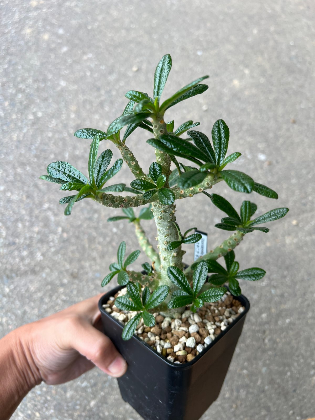 ドルステニア ギガス 2 | STELLA.PLANTS