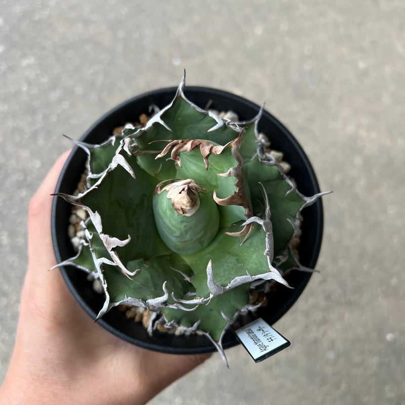 ◆アガベ！シーザー！NO.2◆ アガベ・シーザー 2(LL) | trigger