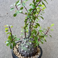 ユーフォルビア ファンシャウェイ1 | STELLA.PLANTS