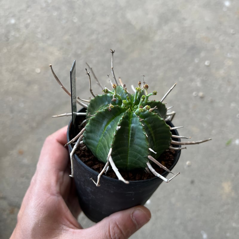 ユーフォルビア バリダ、メス株 1 | STELLA.PLANTS