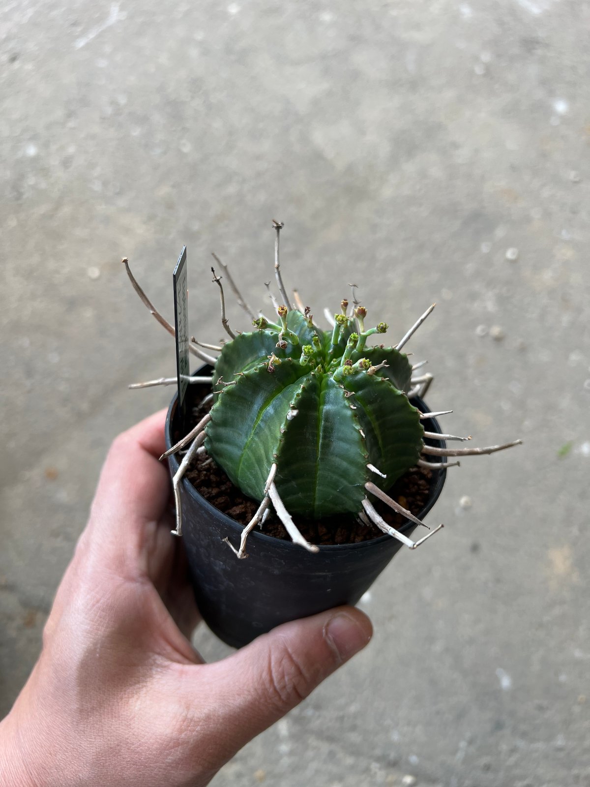 ユーフォルビア バリダ、メス株 1 | STELLA.PLANTS