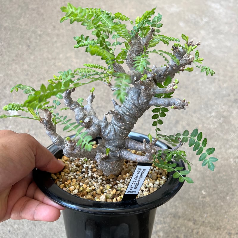 安い，定番 ◎ボスウェリア・ネグレクタ Boswellia neglecta