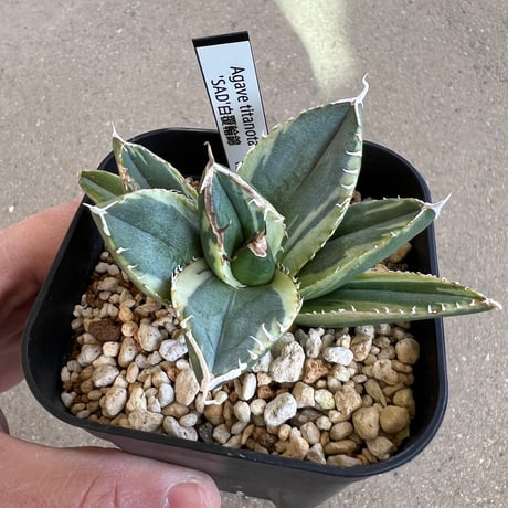 アガベsad | STORES