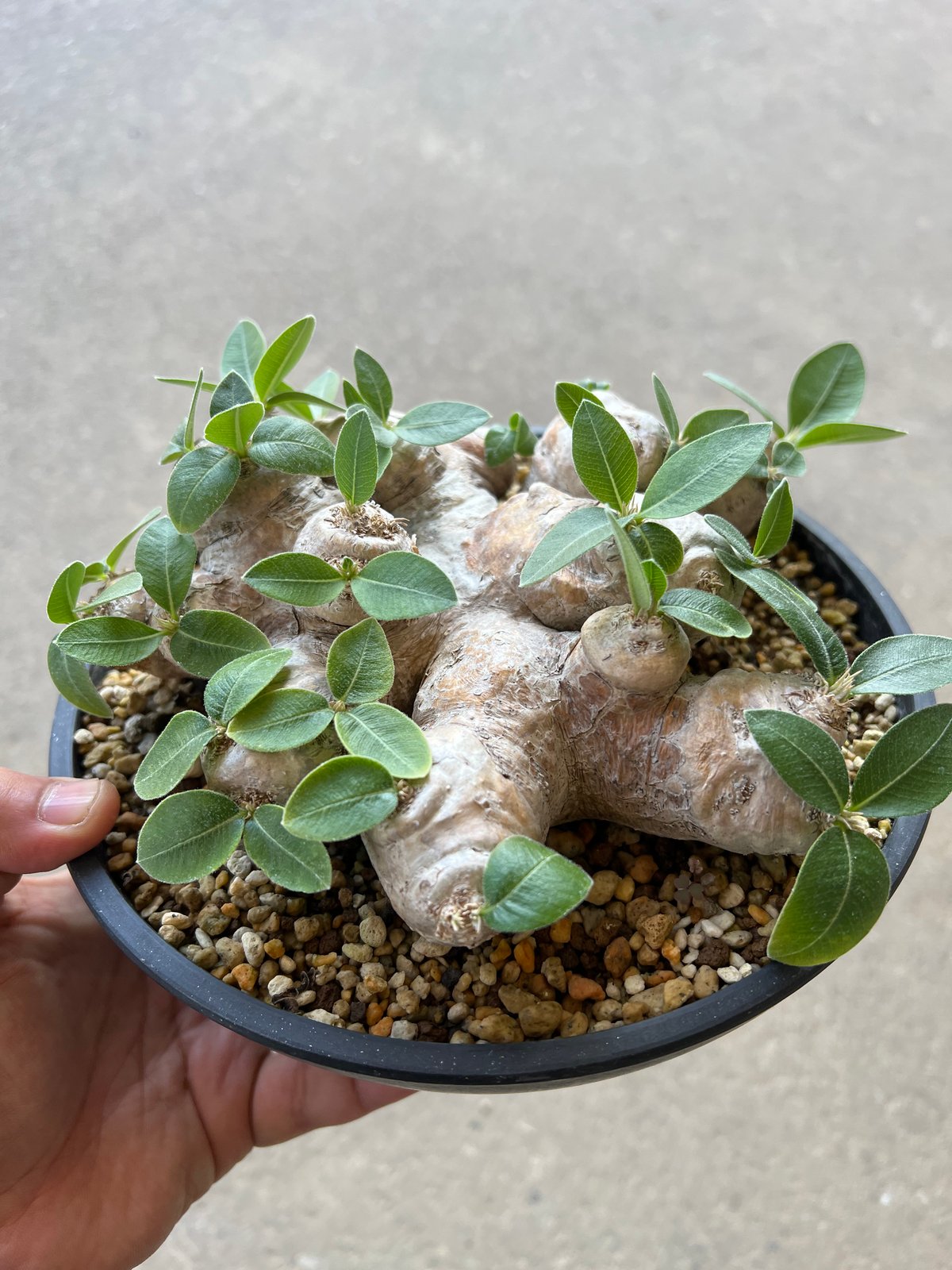 大株 恵比寿笑い パキポディウム ブレビカウレ パキポディウム ブレビカウレ/恵比寿笑い ザ・ファームセレクト