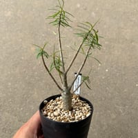 ユーフォルビア バルサミフェラ1