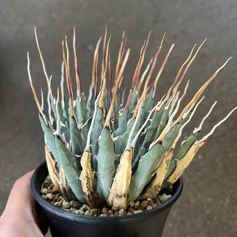 ユタエンシス エボリスピナ | STELLA.PLANTS ユタエンシス エボリスピナ | STELLA.PLANTS