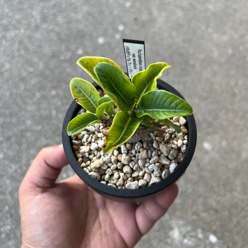 パキポディウム ウィンゾリー 鉢付き 【公式通販】