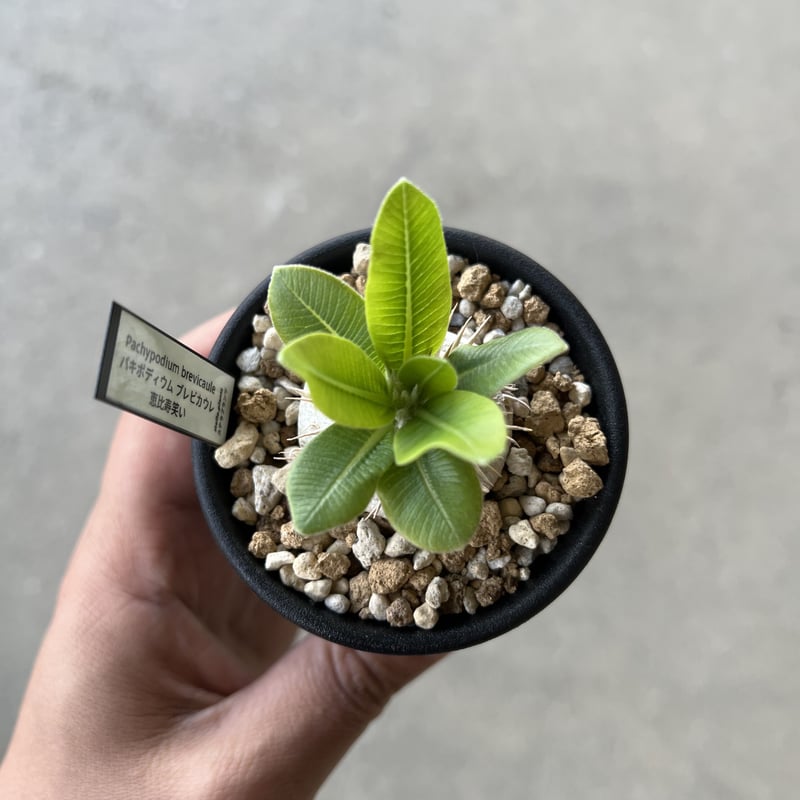 パキポディウム ブレビカウレ 恵比寿笑い | STELLA.PLANTS パキポディウム ブレビカウレ 恵比寿笑い | STELLA.PLANTS