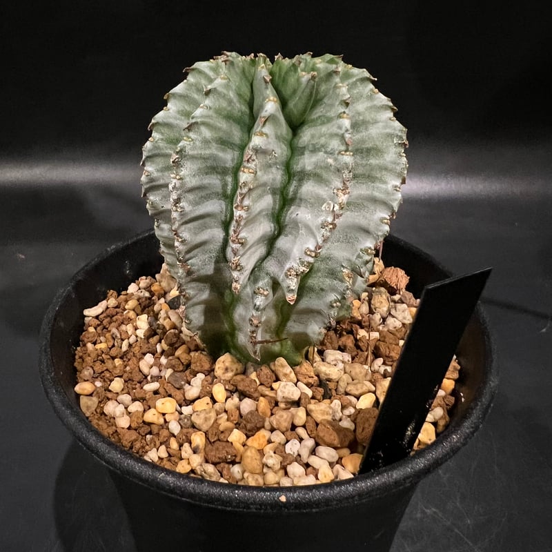 ユーフォルビア　ホリダ　大株 ユーフォルビア ホリダ 木質化 × 根本峻吾 作 S.N POT type.cylinde